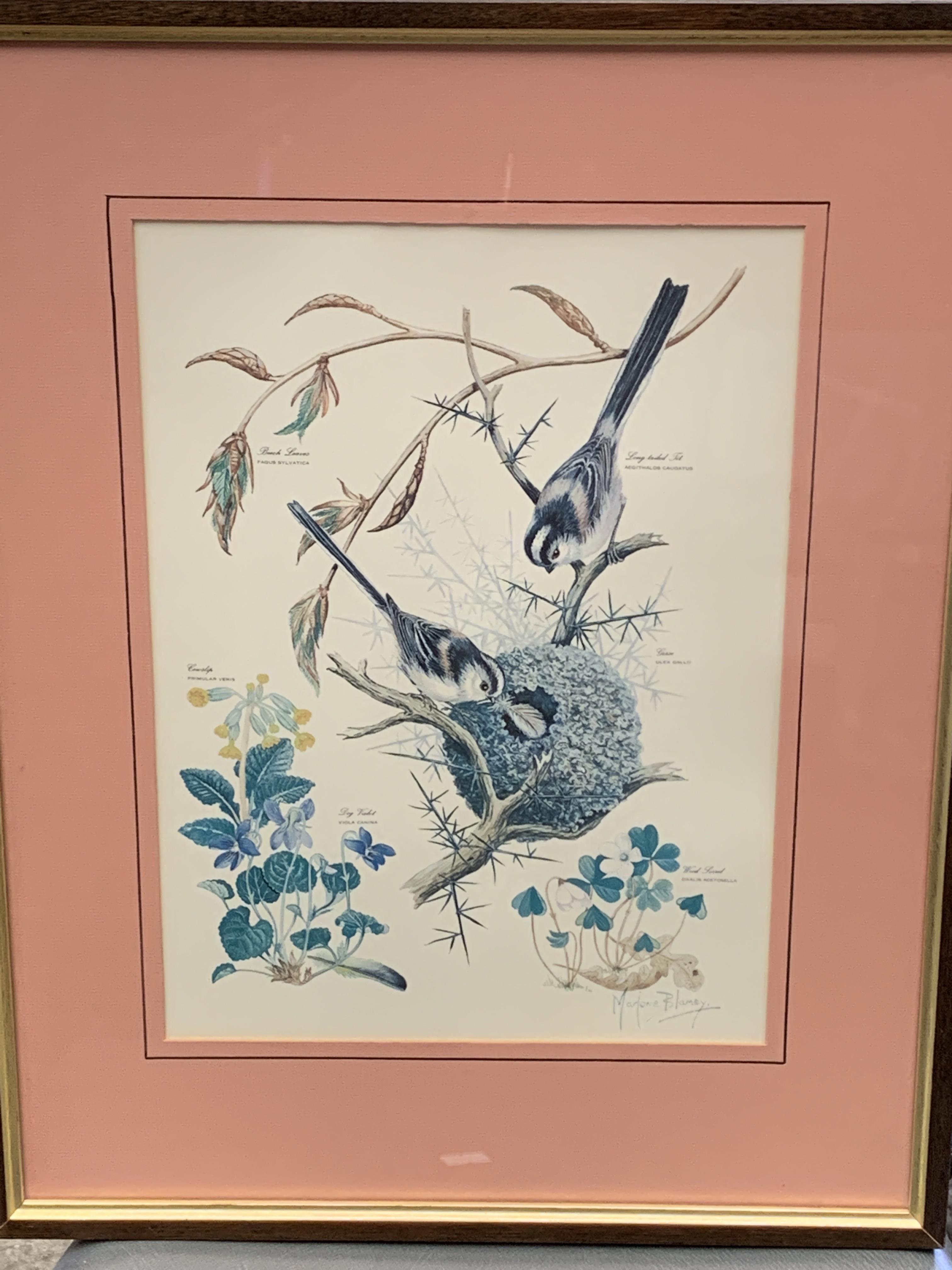 Set of four framed and glazed prints of flora and fauna by Marjorie Blamey - Image 3 of 6
