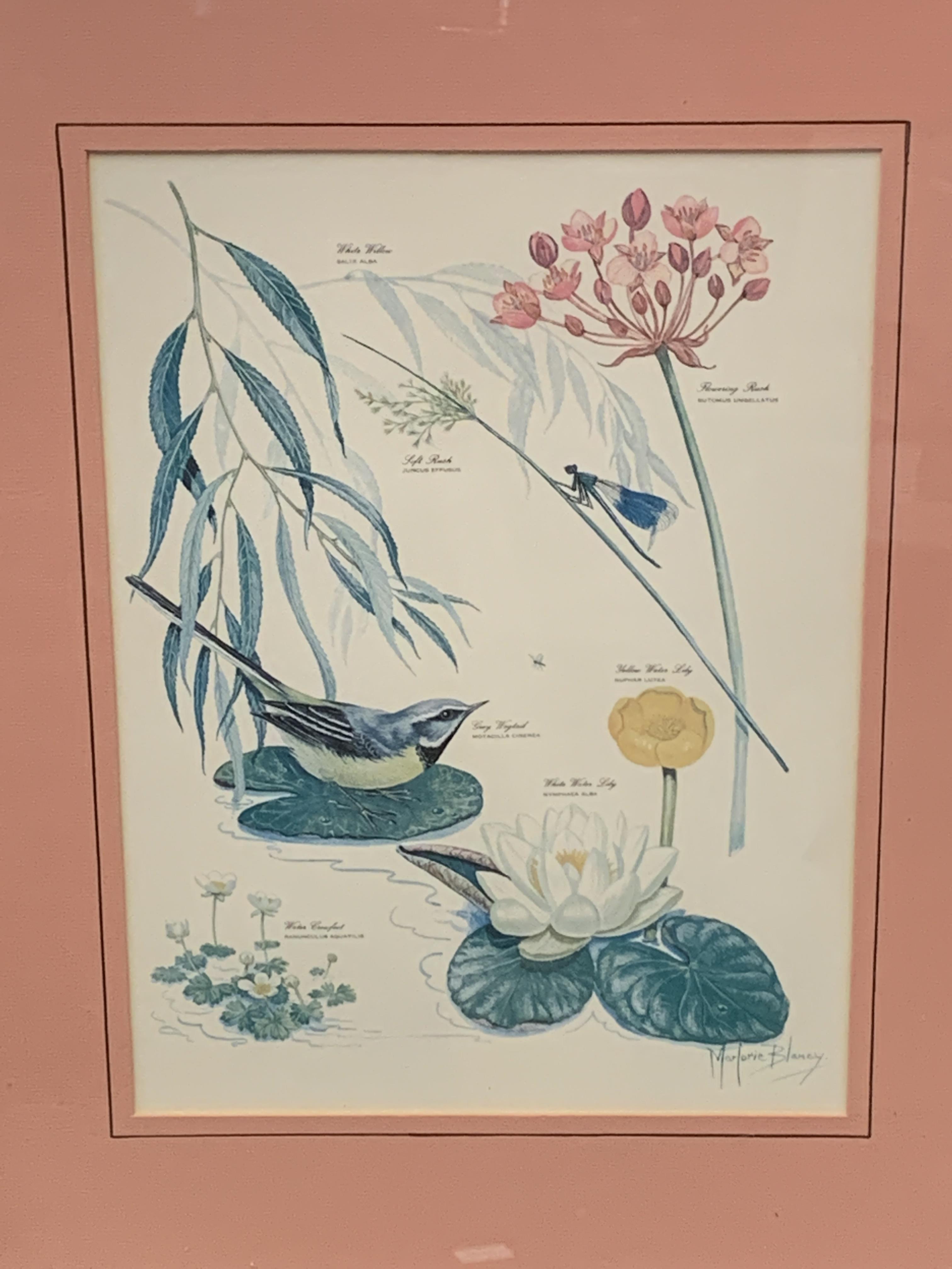 Set of four framed and glazed prints of flora and fauna by Marjorie Blamey - Image 6 of 6