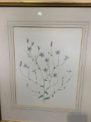 Framed and glazed botanical watercolour signed C.W., 1967