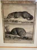 Framed and glazed 19th century French engraving of an otter, and another print