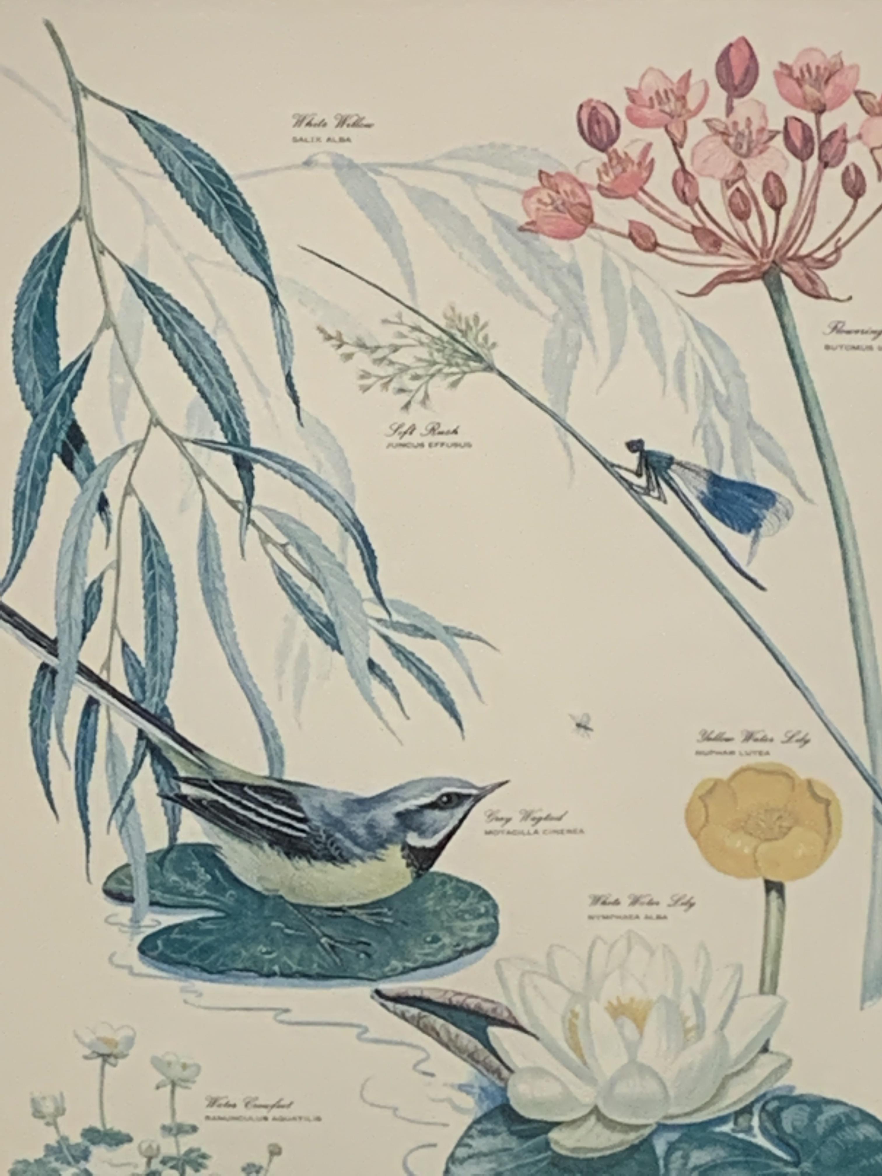 Set of four framed and glazed prints of flora and fauna by Marjorie Blamey - Image 4 of 6