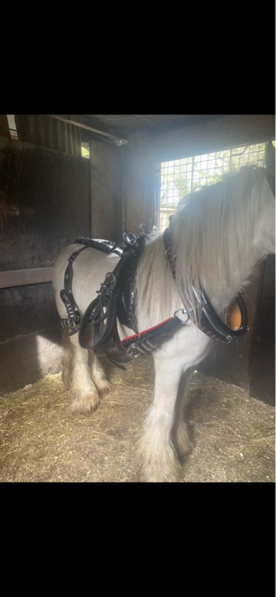 A set of cob size Buckley horse shoe harness, with white metal fittings, in black patent leather - Bild 4 aus 5