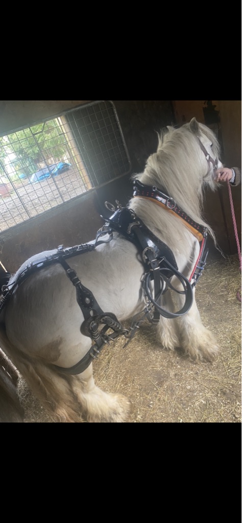 A set of cob size Buckley horse shoe harness, with white metal fittings, in black patent leather - Image 2 of 5