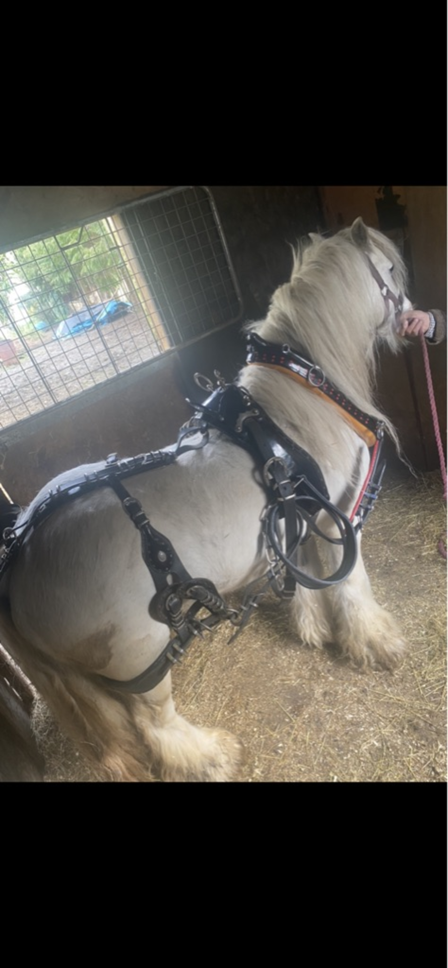 A set of cob size Buckley horse shoe harness, with white metal fittings, in black patent leather - Bild 2 aus 5