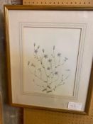 Framed and glazed botanical watercolour signed C.W., 1967