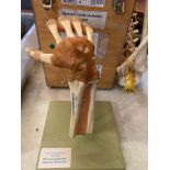 Boxed plastic teaching aid of human hand skeleton