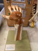 Boxed plastic teaching aid of human hand skeleton