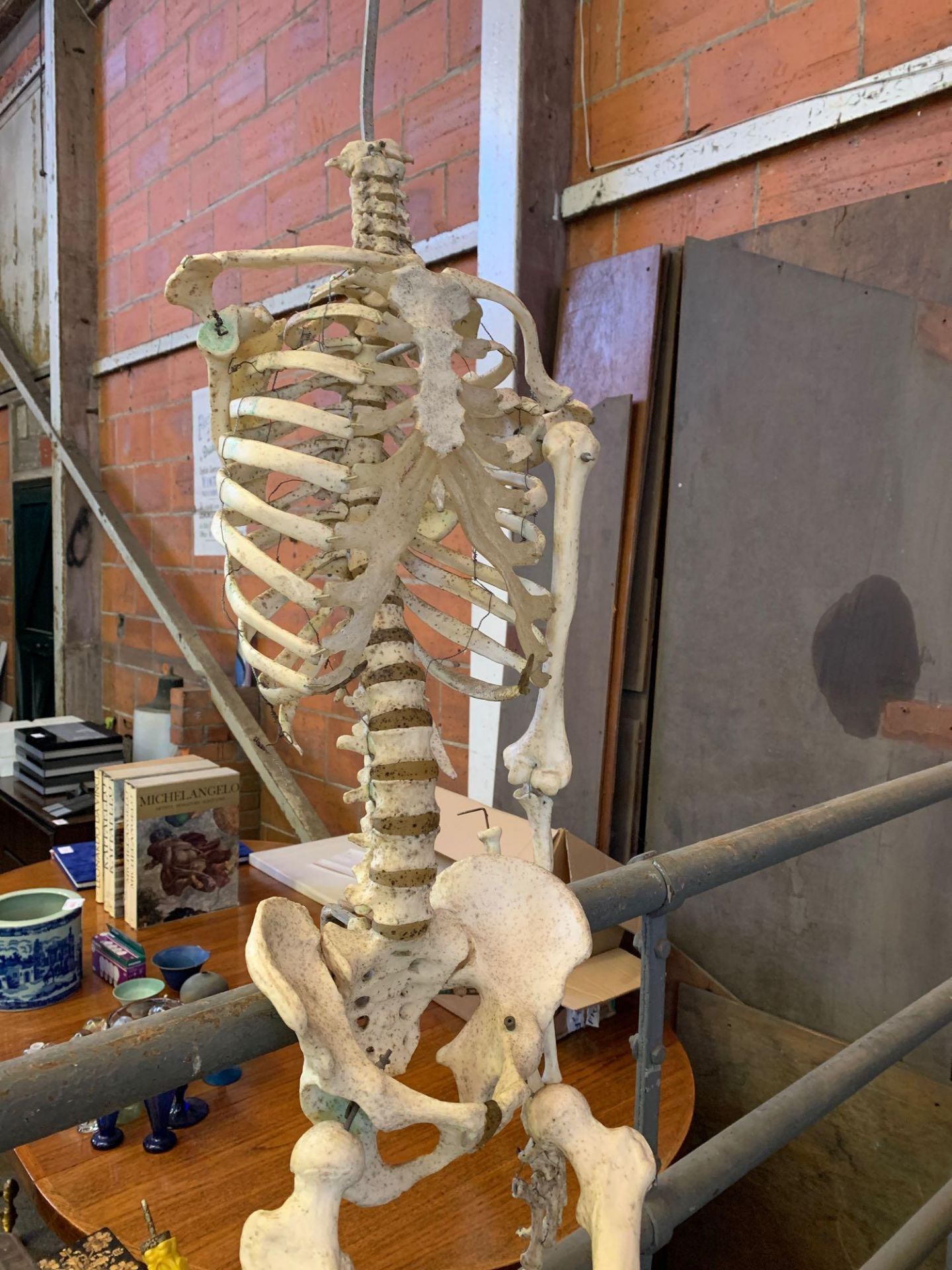 Plastic human skeleton and vertebrae in box - Image 4 of 5