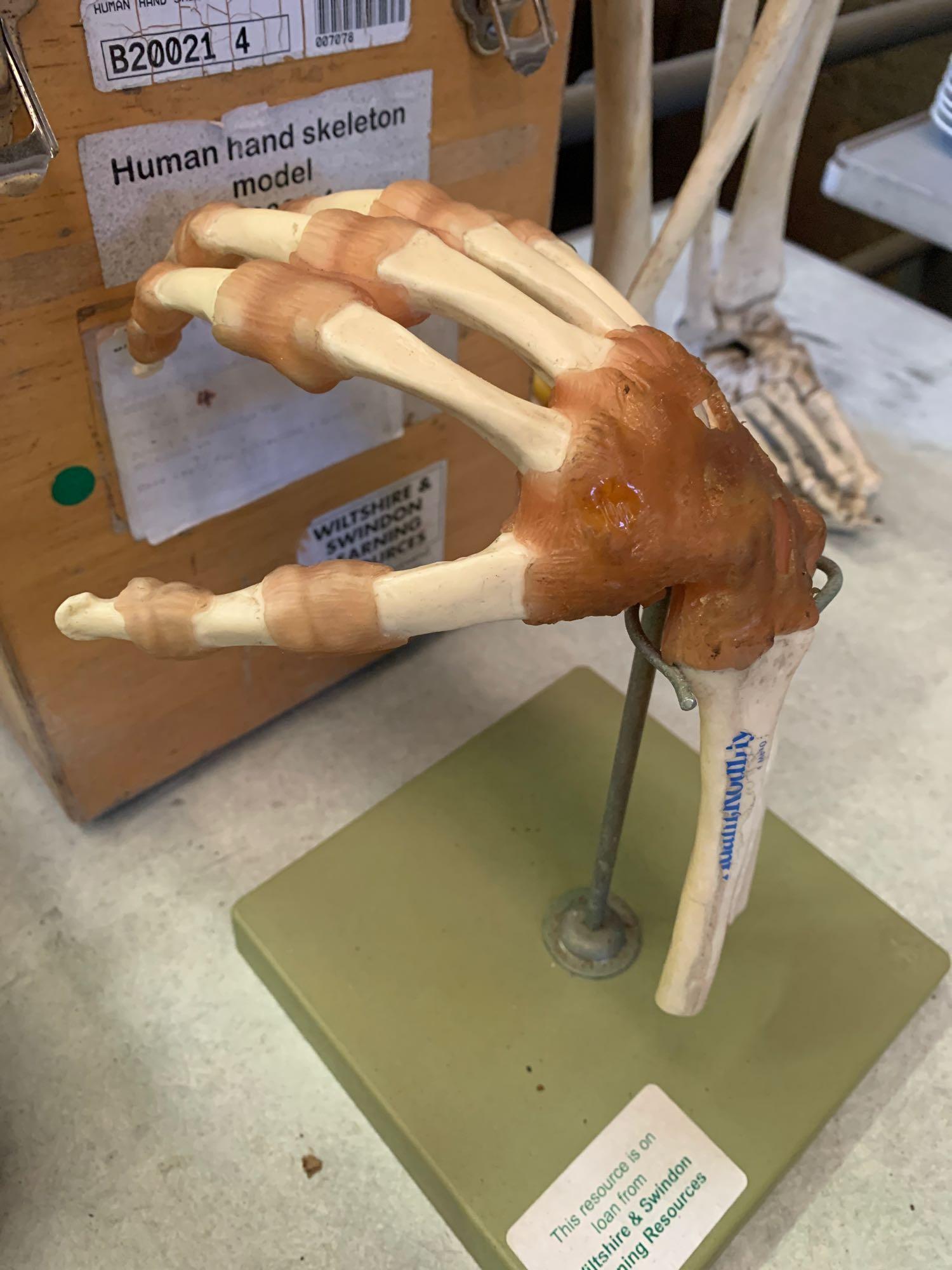 Boxed plastic teaching aid of human hand skeleton - Image 3 of 3