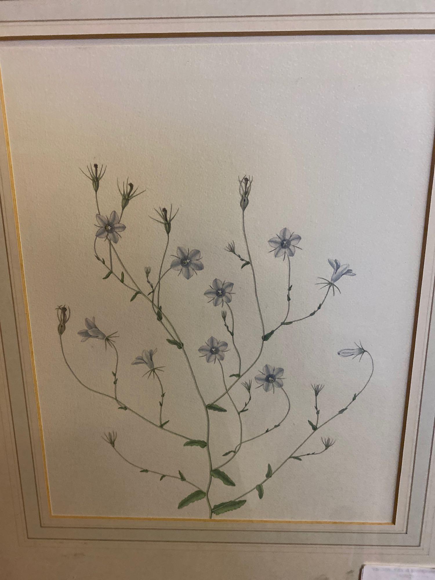 Framed and glazed botanical watercolour signed C.W., 1967 - Image 2 of 2