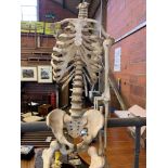 Plastic human skeleton and vertebrae in box