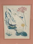 Set of four framed and glazed prints of flora and fauna by Marjorie Blamey