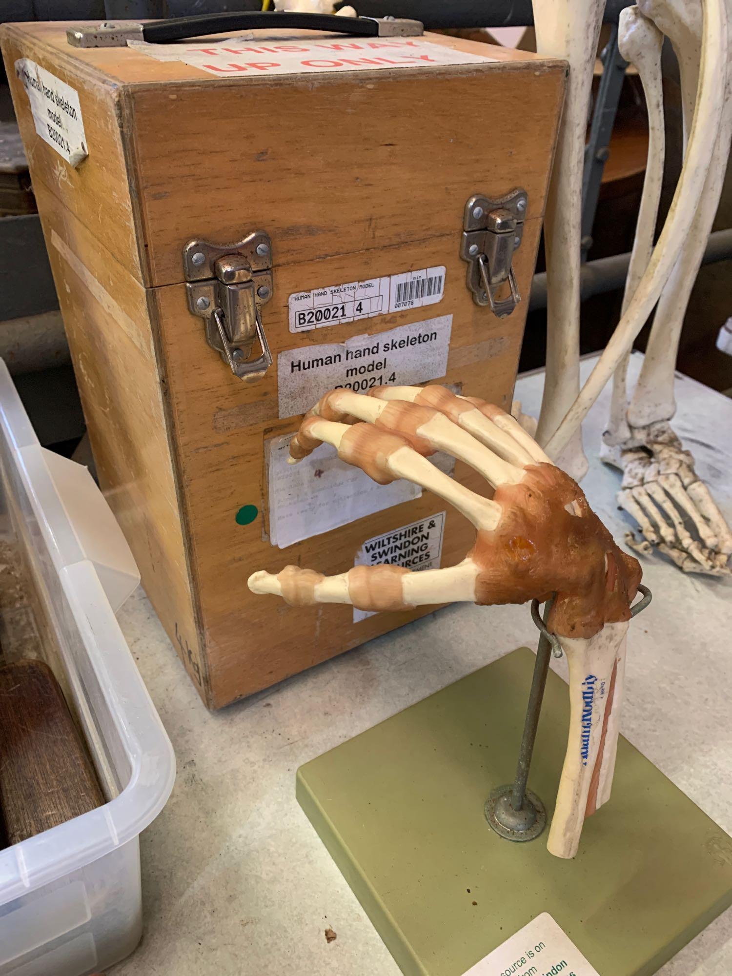 Boxed plastic teaching aid of human hand skeleton - Image 2 of 3