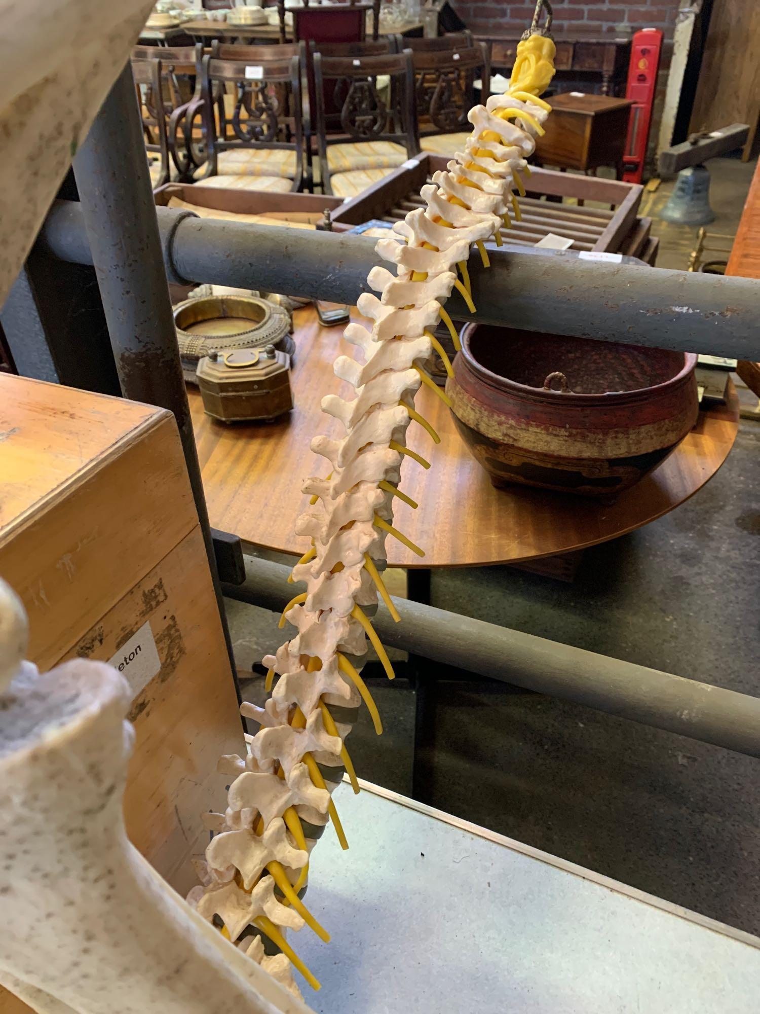 Plastic human skeleton and vertebrae in box - Image 3 of 5