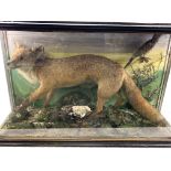 A taxidermy fox in display case