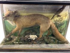 A taxidermy fox in display case