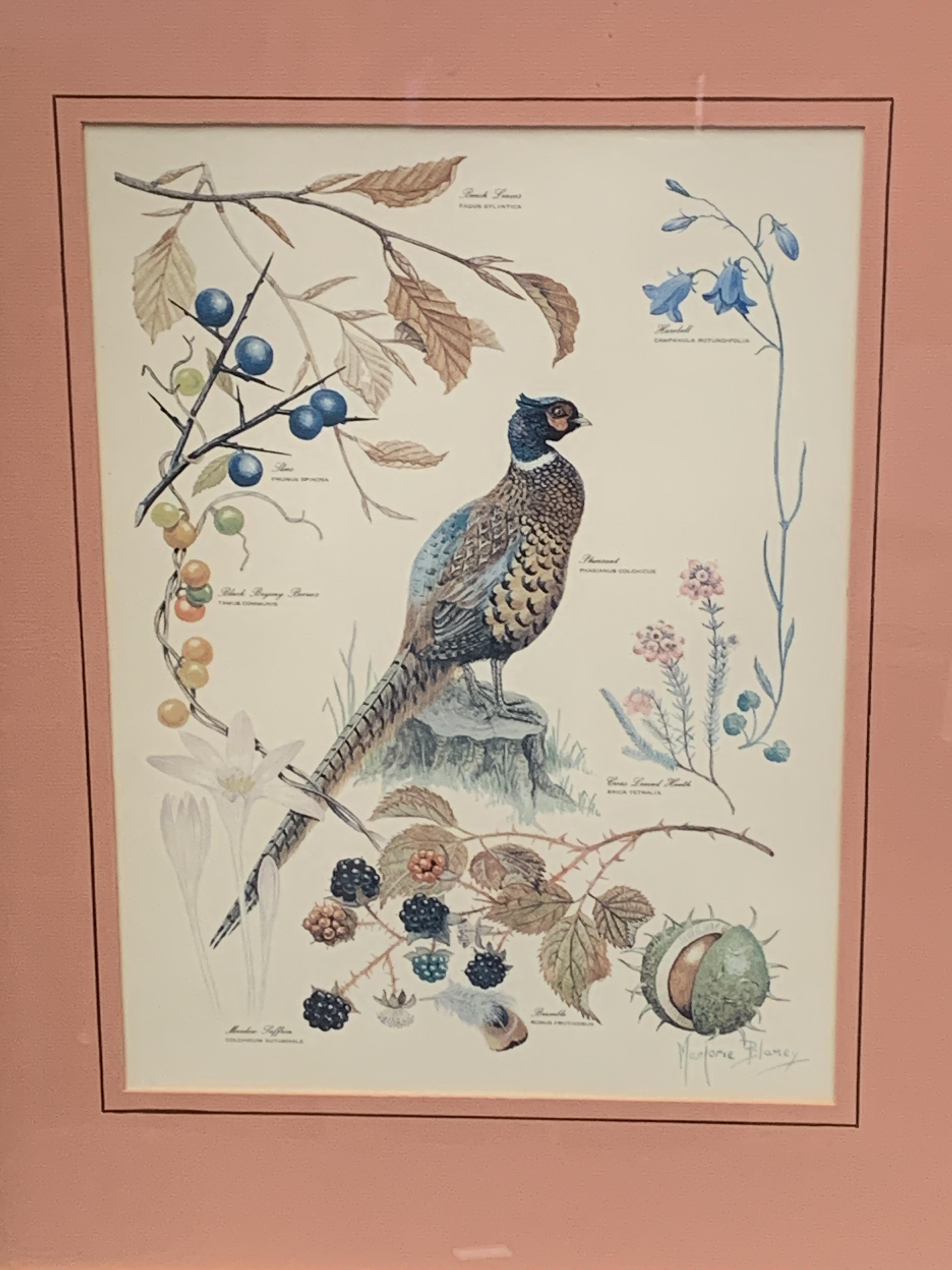 Set of four framed and glazed prints of flora and fauna by Marjorie Blamey - Image 6 of 6