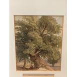 A group of six framed and glazed 19th century coloured lithographic arboreal prints