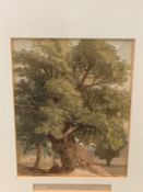 A group of six framed and glazed 19th century coloured lithographic arboreal prints