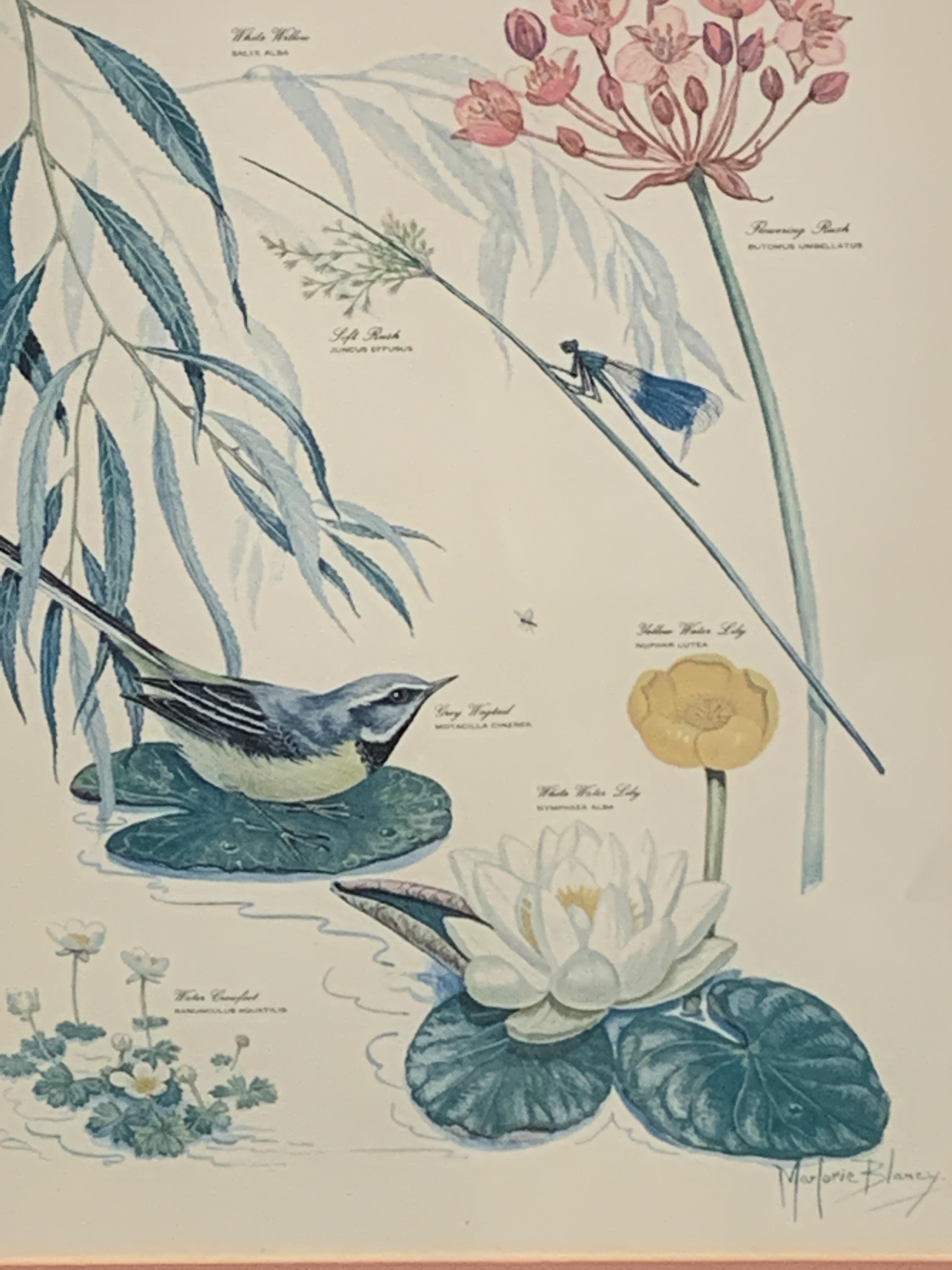 Set of four framed and glazed prints of flora and fauna by Marjorie Blamey