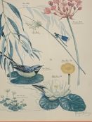 Set of four framed and glazed prints of flora and fauna by Marjorie Blamey