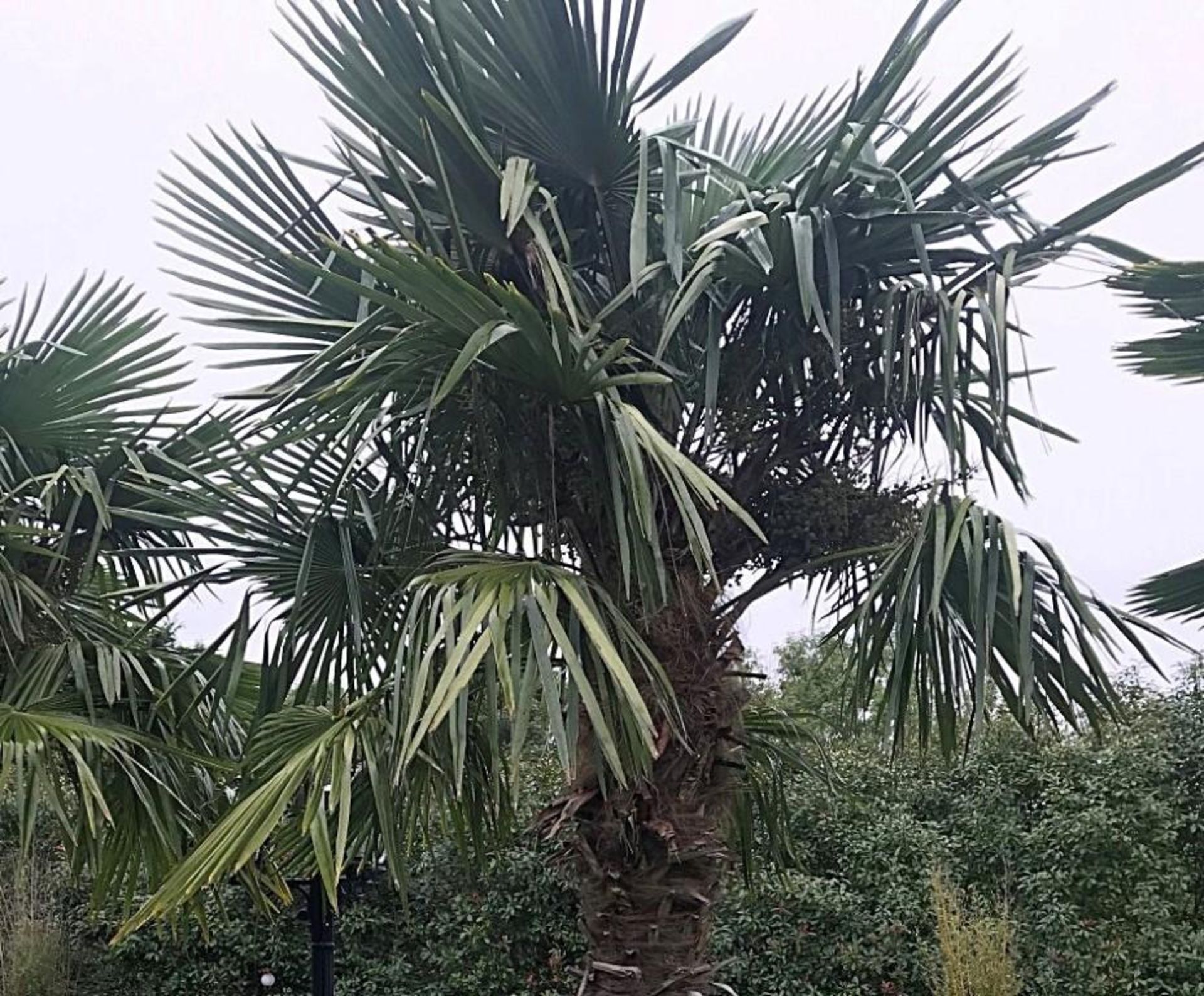 1 x Palm Tree - Approx 4-Metres in Height - Ref: JB156 - Pre-Owned - NO VAT ON THE HAMMER - - Image 2 of 2