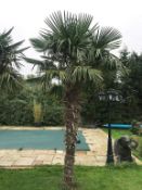 1 x Palm Tree Approx 4-Metres in Height - Ref: JB155 - Pre-Owned - NO VAT ON THE HAMMER - CL574 -