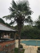 1 x Palm Tree - Approx 6-Metres in Height - Ref: JB159 - Pre-Owned - NO VAT ON THE HAMMER -