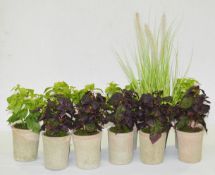 11 x Assorted Small Artificial Potted Plants With Very Realistic Foliage - Ex-Showroom Pieces - Ref: