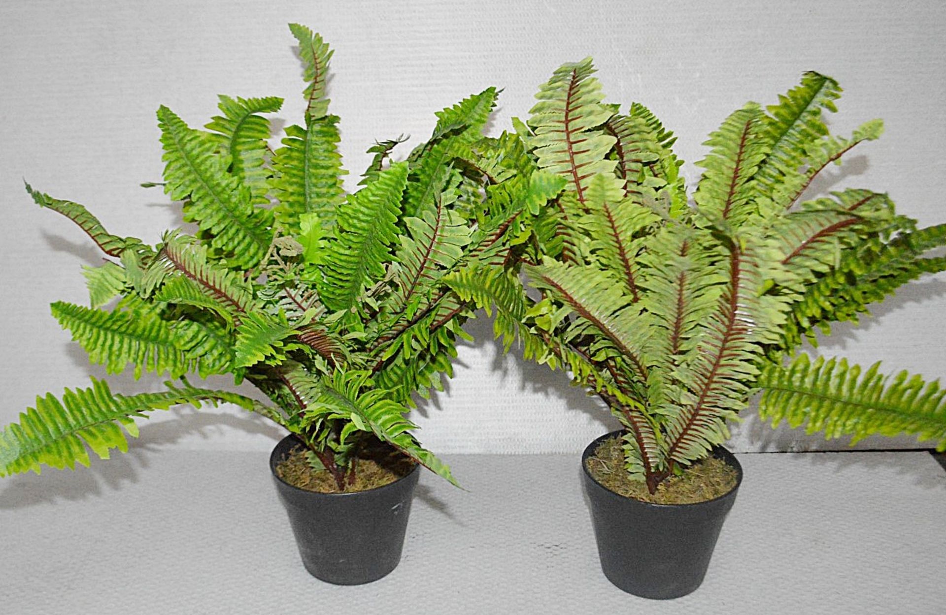 2 x Commercial Artificial Potted Ferns Plants - Ex-Display Showroom Pieces - Dimensions: Height 55cm
