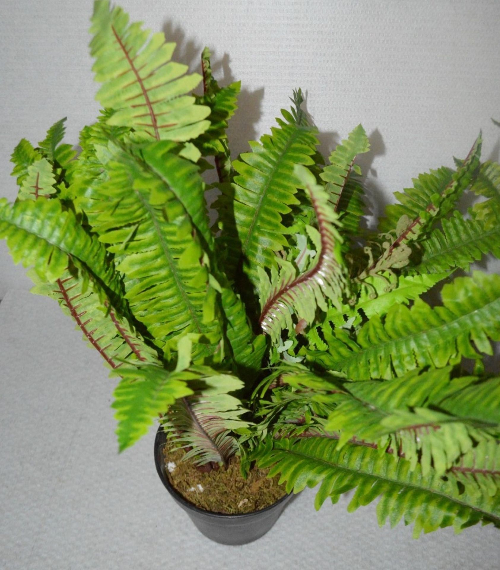 2 x Commercial Artificial Potted Ferns Plants - Ex-Display Showroom Pieces - Dimensions: Height 55cm - Image 3 of 4