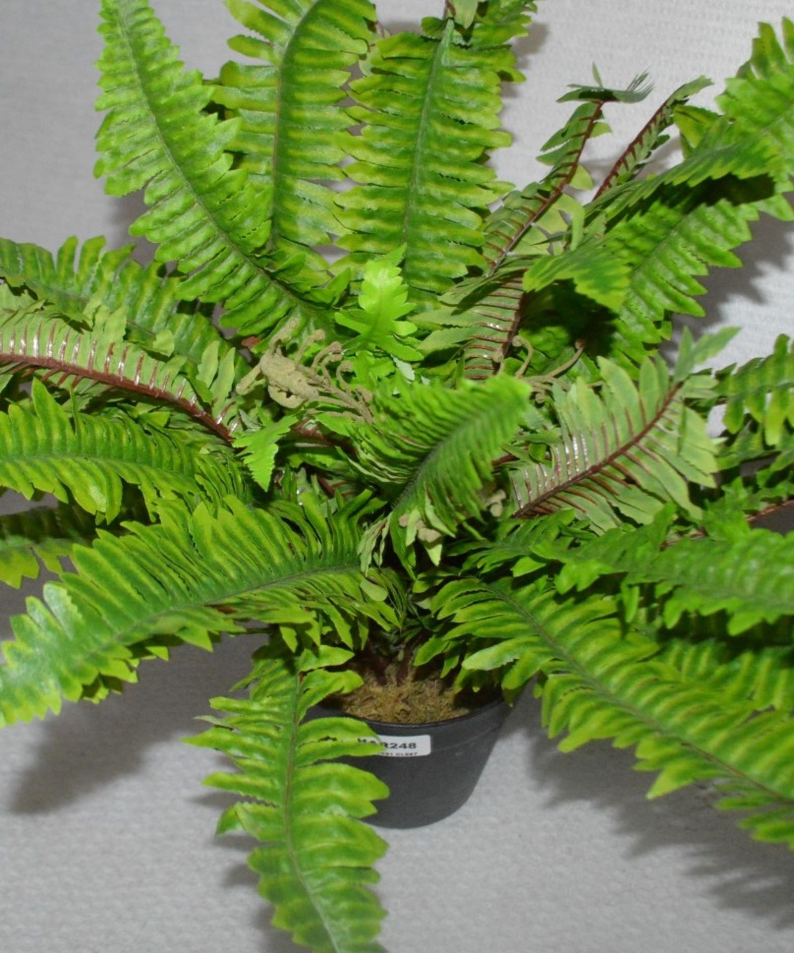 2 x Commercial Artificial Potted Ferns Plants - Ex-Display Showroom Pieces - Dimensions: Height 55cm - Image 2 of 4