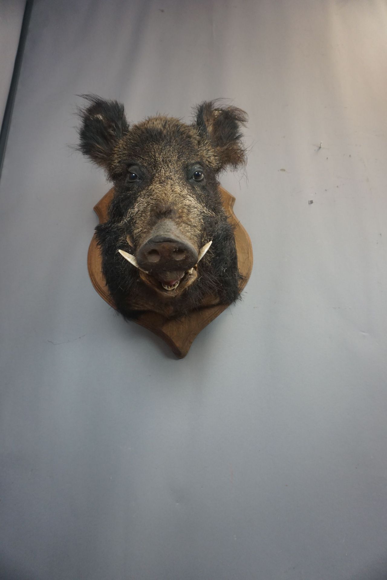 Mounted head of wild boar 20th H60x45x60 - Bild 2 aus 2