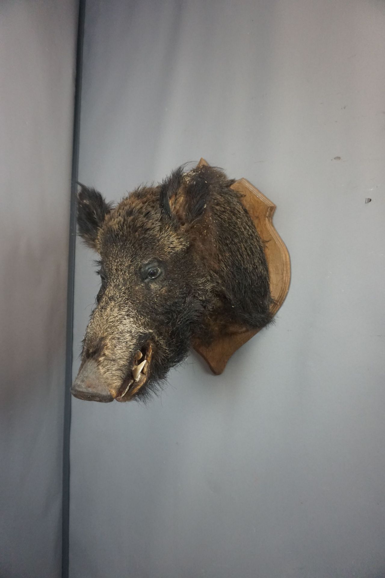 Mounted head of wild boar 20th H60x45x60