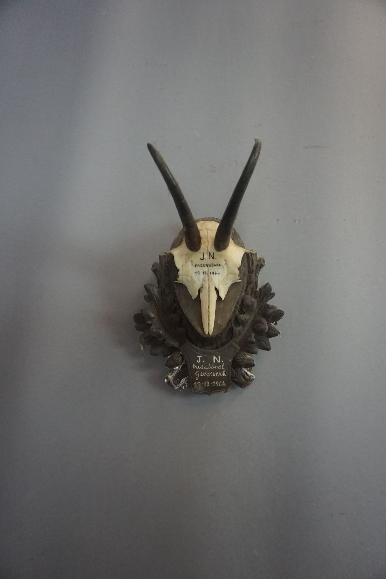 Prepared wildlife skull (JN Prebadon) H28x20x20