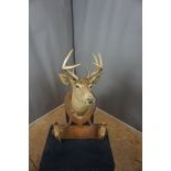 Coat rack with deerheat H90x60x46