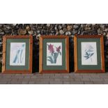 Botanical Prints in Pine Frames