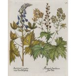 Basilius Besler. Wolfs-Eisenhut. I. Aconitum Lycoctonum flore Delphinij. II. Aconitum Lycoct