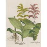 Basilius Besler. Weißer Germer. I. Heleborus albus flore herbaceo. II. Helleborus albus flo