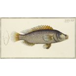 Ichtyologie - - Sammlung von 6 kolorierten Druckgraphiken mit Fischen. Um 1785. Je ko
