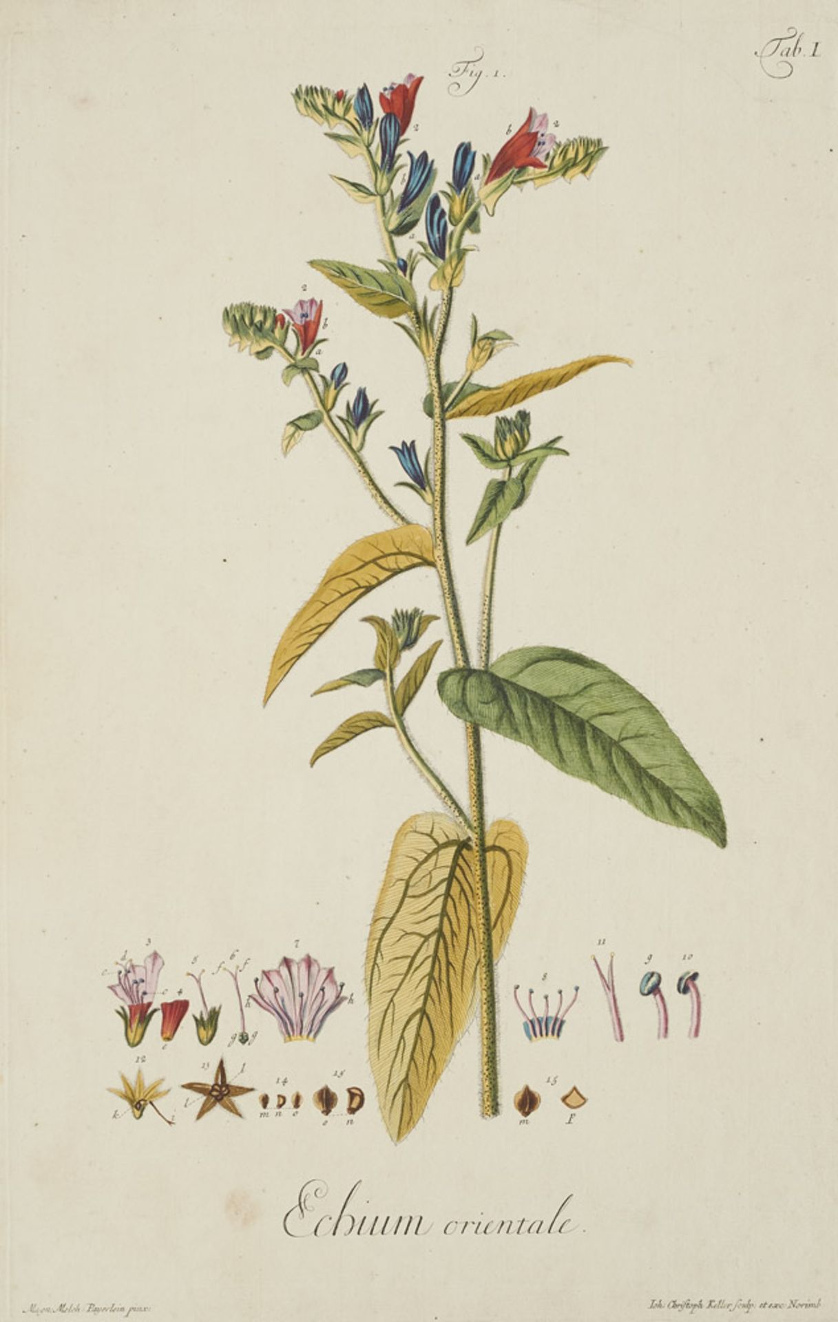 Christoph Jacob Trew. Sammlung von 8 seltenen botanischen Blättern. Nürnberg, 18. J