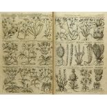 Botanik - - Robert Morison. (Plantarum historiae universalis Oxoniensis seu Herbarum
