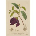 Sammlungen von über 50 botanischen Druckgraphiken. Überwiegend Frankreich, 19. Jh. Verschiedene T