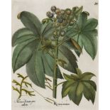 Basilius Besler. Wunderbaum (Rizinus). I. Ricinus maior. II. Muscus clavatus procubens. Kolo