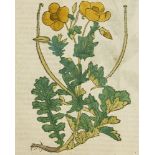 Botanik - Kräuterbücher - - Hieronymus Bock. Kreüterbuch. Darinn Underscheidt, Nam