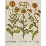 Basilius Besler. Ringelblume. Calendula lutea flore pleno, Calendula prolifera, Calendula lu