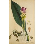 Botanik - - Th. F. L Nees von Esenbeck. Plantae medicinales oder Sammlung offizine