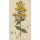 Botanik - - James Sowerby. English botany, or coloured figures of british plants with