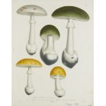 25 Druckgraphiken mit Darstellungen von Pilzen. Frankreich 19. Jh. Vorwiegend kolorierte Kupferstic