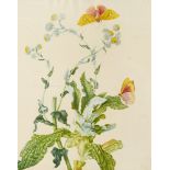 Maria Sibylla Merian. Leningrader Aquarelle. Hg. E. Ullmann u.a. Tafelmappe mit 50 farb. fak